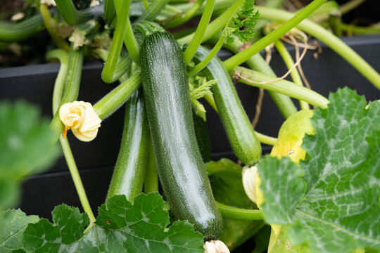 Zucchini Cucurbita pepo aus dem eigenen Garten