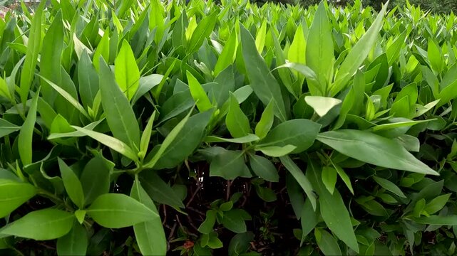 green grass and flowers