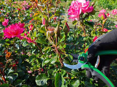 Hands in gloves carefully cut a red rose using green pruning shears in a sunlit garden