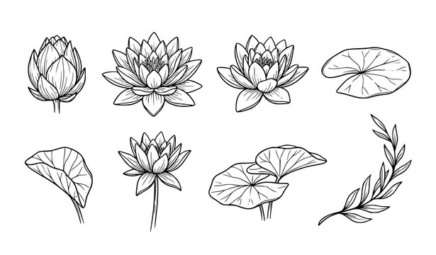Tropical Lotus and Water Lily Botanical Outline Vector Collection