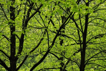 Fototapeta premium Sunlight filtering through fresh spring leaves growing on trees in a lush forest, creating a vibrant green canopy