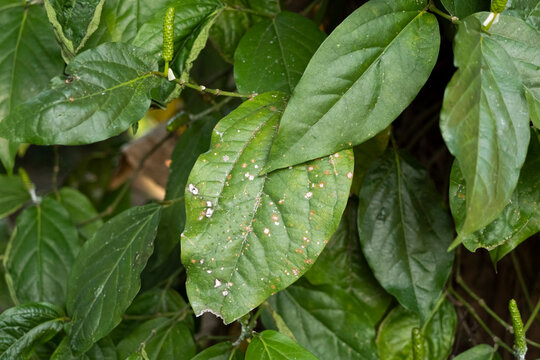 Close-up of damaged Java long pepper leaves (Piper retrofractum) showing serpentine leaf miner trails, brown leaf spots, discoloration, and surface damage, illustrating plant pest infestation