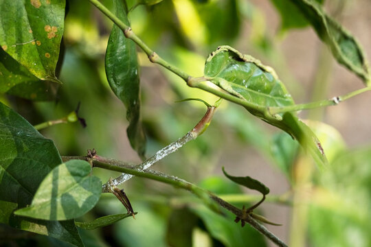 Close-up of a Java long pepper plant (Piper retrofractum) showing a white waxy mealybug infestation along the stems and leaf surfaces, highlighting sap-sucking pest damage