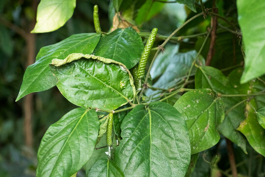 Close-up of damaged Java long pepper leaves (Piper retrofractum) showing serpentine leaf miner trails, brown leaf spots, discoloration, and surface damage, 
