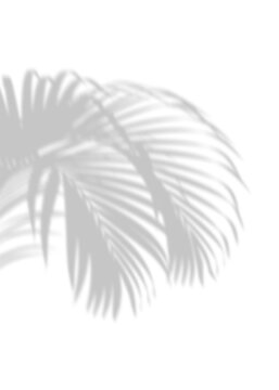 Soft Tropical Palm Leaf Shadow Overlay on Transparent Background