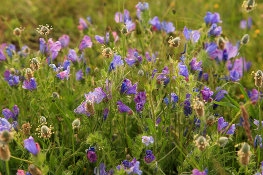 Wegerich-Natterkopf - Echium plantagineum - auf Lesbos in Griechenland