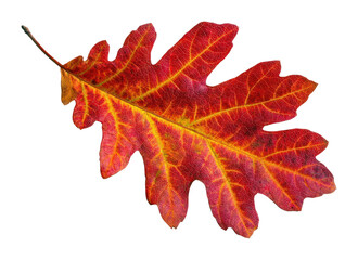 Naklejka premium PNG Vibrant autumn oak leaf isolated on a clean white background