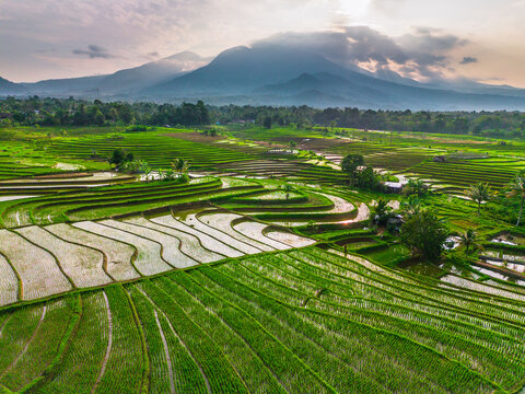 Beautiful morning view in Indonesia, panoramic landscape of rice fields with mountain ranges and clear sky