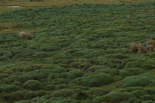 Esponjas naturales del p&aacute;ramo