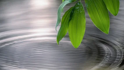 Fotobehang Badkamer Green leaves above flowing water with soft reflections  © Oleksandr