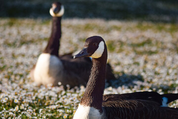 Canada Goose in Park © Lucy