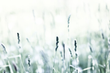 Fototapeta premium Light green background, summer field grass, eco natural abstract background softcolor gradient