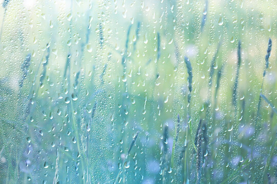 background of rain drops on glass, abstract summer grass and flowers in wet nature freshness