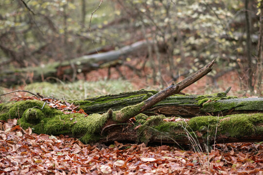 Moss-covered fallen log in autumn forest with leaves