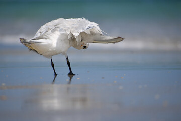 A royal tern stands on the wet sand at the ocean’s edge, preening beneath its right wing, casting a curious glance at the camera with one eye. Behind it, blurred turquoise waves and a clear blue sky  © dldillon