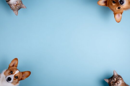 Cute dogs and cats peeking from corners on blue background template, Vector illustration of funny cats and dogs peeking from edges with copy space on light blue background for pet care frame.