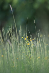 Fototapeta premium Dark green background nature, grass and eco concept abstract photo background