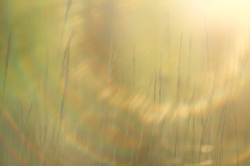 Fototapeta premium Sunny day on a field of wild grasses and flowers, abstract blurred background of summer nature