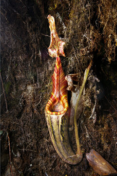Nepenthes mollis pitcher plant in montane forest on Mount Murud, Sarawak, Borneo