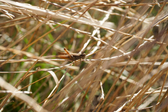 Brown grasshopper insect sitting on dry grass stem close up