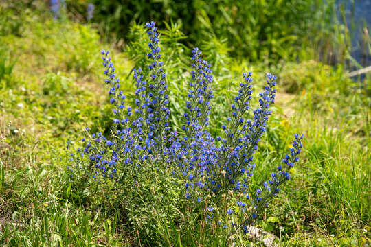 Wide view of blooming viper's bugloss plant (Echium vulgare) with blue flowers on sunny riverbank