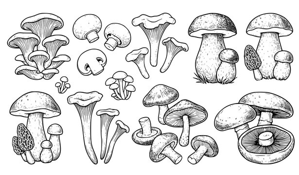 Assorted Edible Mushrooms Botanical Hand Drawn Sketch Vector Collection