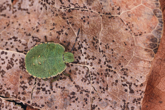 green stink bug, small bug, macro photo