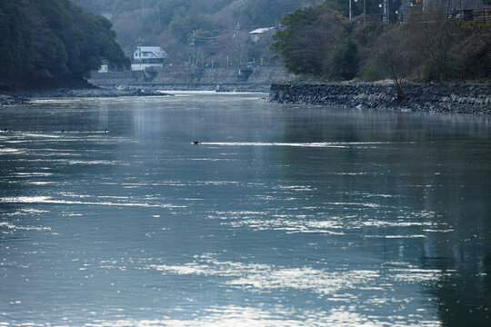京都　冬の宇治川上流の冬鳥　遠景