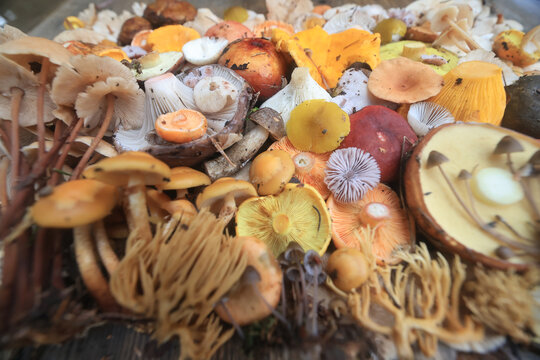 Mushroom panel, background texture autumn forest harvest