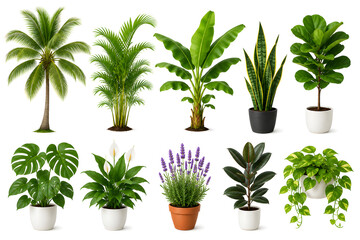 Fototapeta premium A diverse collection of tropical and indoor plants isolated on a clean white background, Suitable for botanical, gardening, interior design, landscaping, home decor, education, advertising