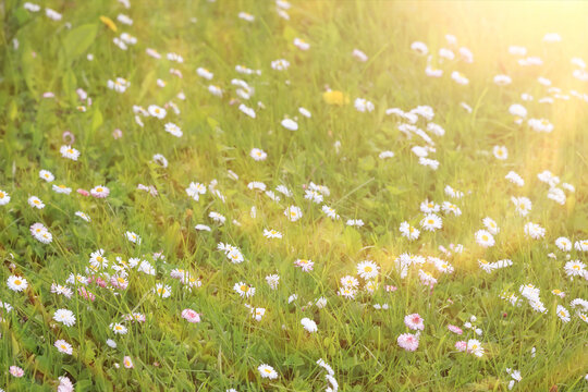 Sunny day on a field of wild grasses and flowers, abstract blurred background of summer nature