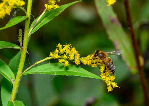 Close up view of a bee collecting pollen from a meadow flower