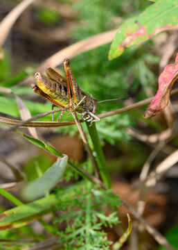A close-up view of a brown grasshopper gnawing a leaf of grass in meadow thickets