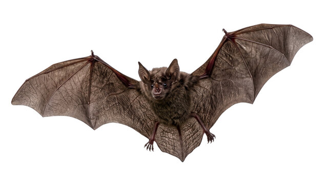 Brown fruit bat flying with wings spread wide on transparent background for wildlife education and spooky halloween night creature concept digital composite artwork