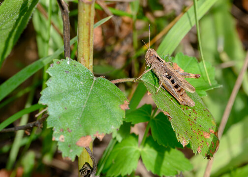 A close-up view of a brown grasshopper on a leaf of grass in meadow thickets