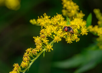 A close-up view of a fly eating nectar from a meadow flower © Sergey