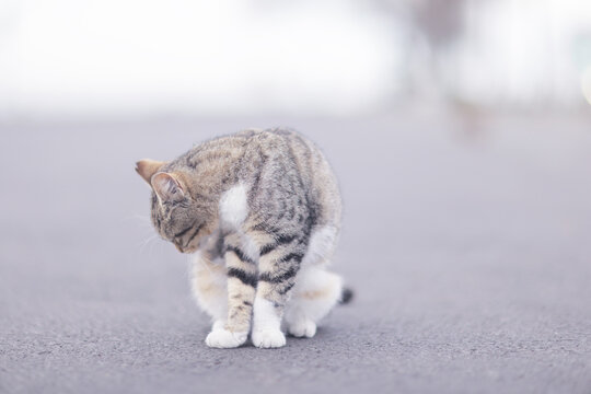 A stray cat, a poor animal, a city cat, loneliness requires care.