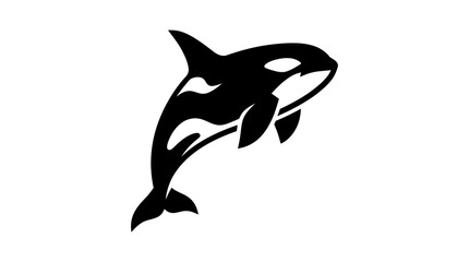 Fototapeta premium Black and white killer whale orca silhouette jumping from water.