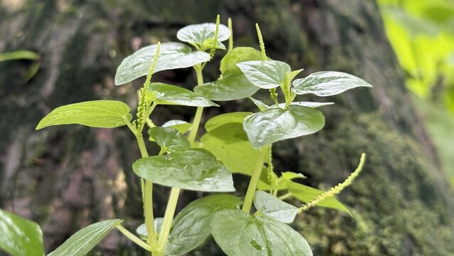Fresh green plant sprouts with small leaves growing on a tree trunk