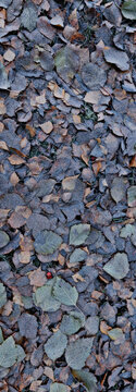 vertical autumn background, texture of fallen leaves, flat background