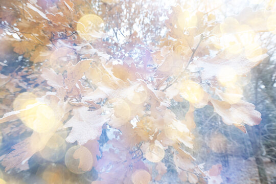 Autumn bokeh background, abstract sun glints, blurred landscape background.