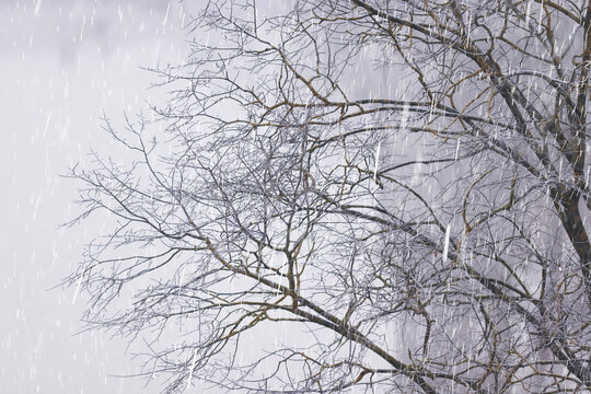 Autumn rain, the weather, the texture of falling drops against the backdrop of nature.