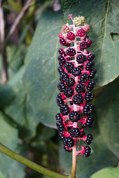 American pokeweed Phytolacca americana ripe berries macro view