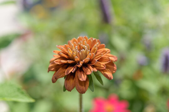 close-up of rudbeckia hirta &lsquo;Cherokee Sunset&rsquo; a double-flowered cultivar of black-eyed Susan, with pom-pom-like bloom in orange-bronze-mahogany on a defocused green background