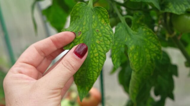 Macro of tomato leaf infected with late blight fungal disease in greenhouse. Phytophthora infestans spots on plant foliage in local hothouse. Crop protection, agronomy and agriculture concept. Real 4K