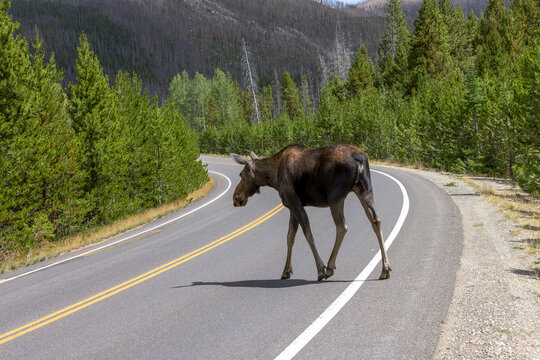 SLOW DOWN FOR ANIMALS