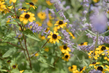yellow and mauve flowers in a summer garden © eugen