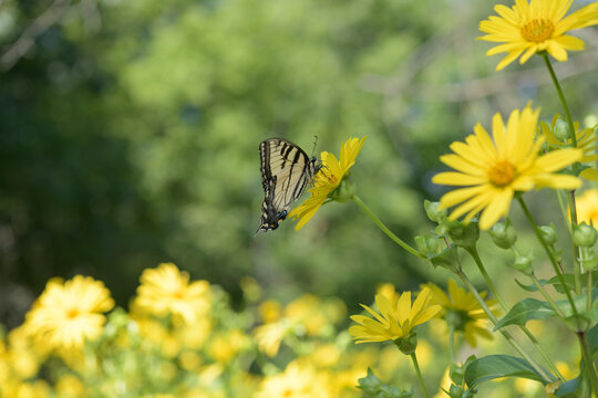Papilio glaucus or the Eastern Tiger Swallowtail nectaring on a Silphium perfoliatum