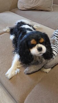 Tricolor Cavalier King Charles Spaniel lies on a sofa next to a plush toy, wags its tail and tilts its head, takes a treat from the owner hand and then lays its head down on the toy to rest