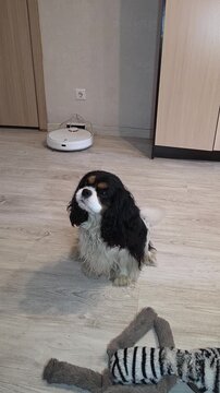 Tricolor Cavalier King Charles Spaniel sits on the floor and looks up at the owner, then the owner hand enters the frame and strokes the dog head, the dog stands up and wags its tail, robot vacuum cle